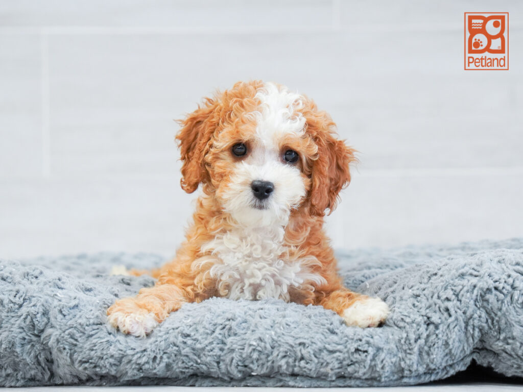 Petey - Cavapoo F1B