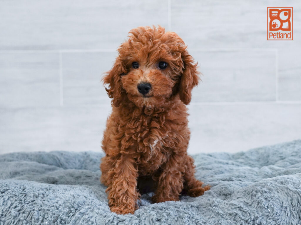 Carmela - Cavapoo