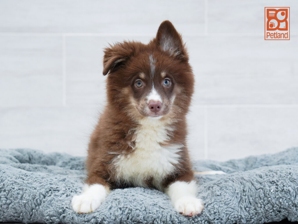 Wally - Pomsky