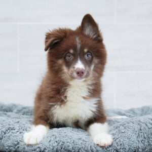 Wally — Pomsky — Naples