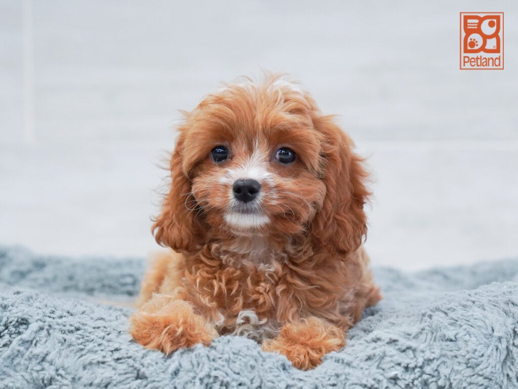 Odin - Cavapoo