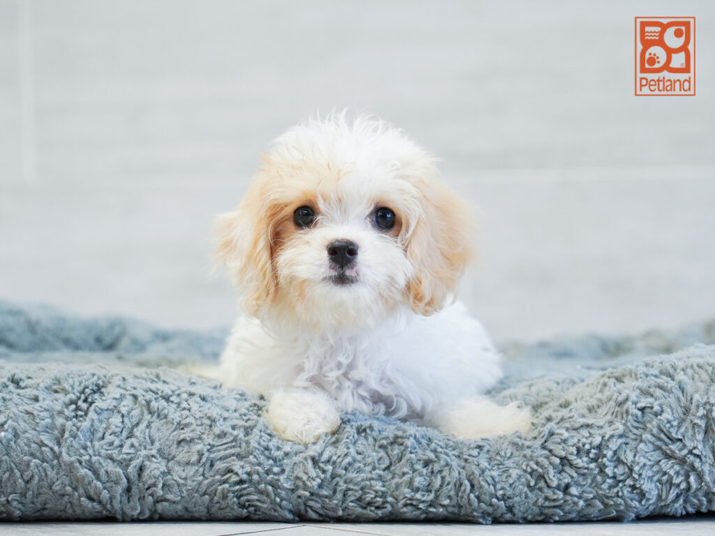Brooklyn - Cavachon