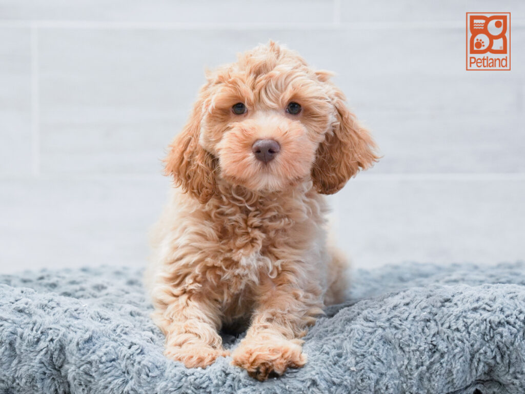 Tesla - Mini Schnoodle
