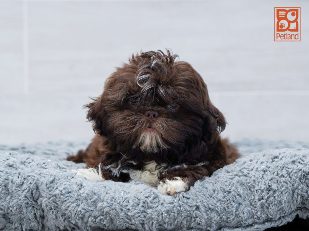 Aero - Shih Tzu