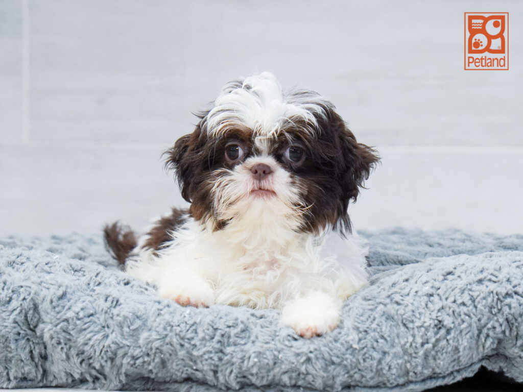 Noel - Shih Tzu