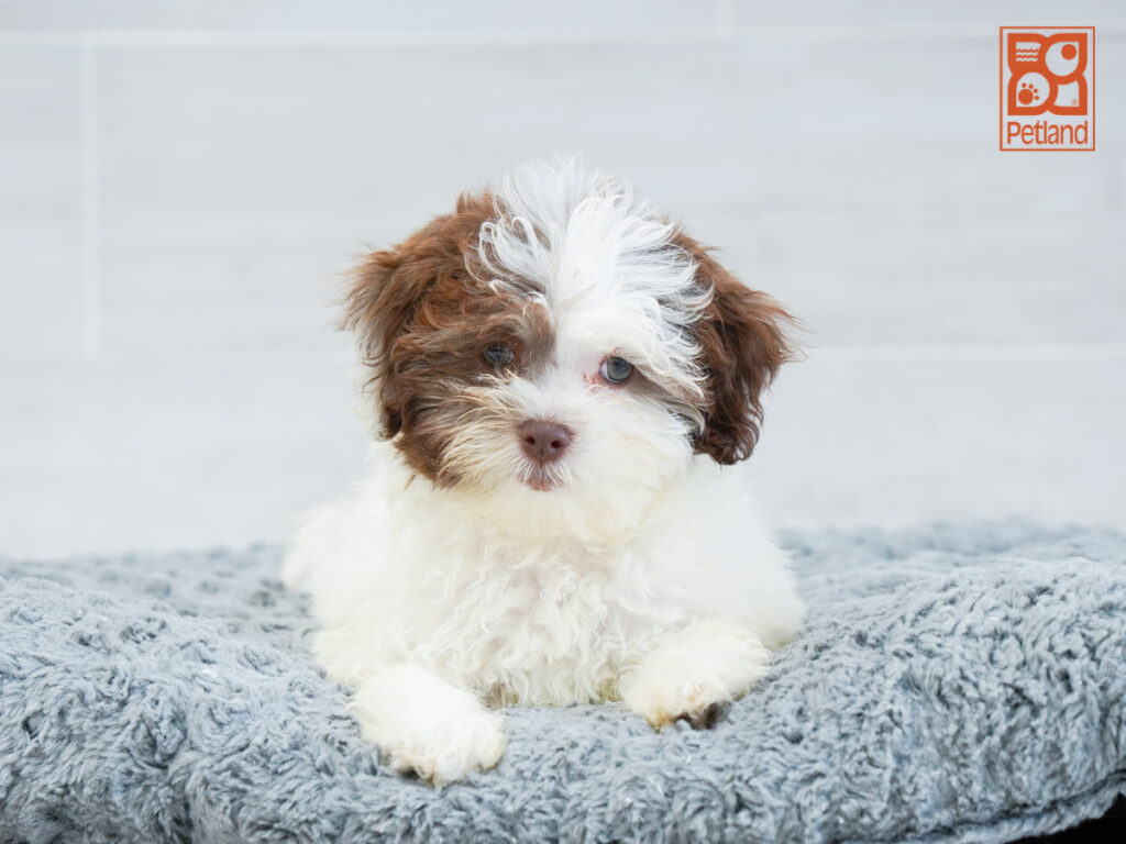 Gracie - Havanese