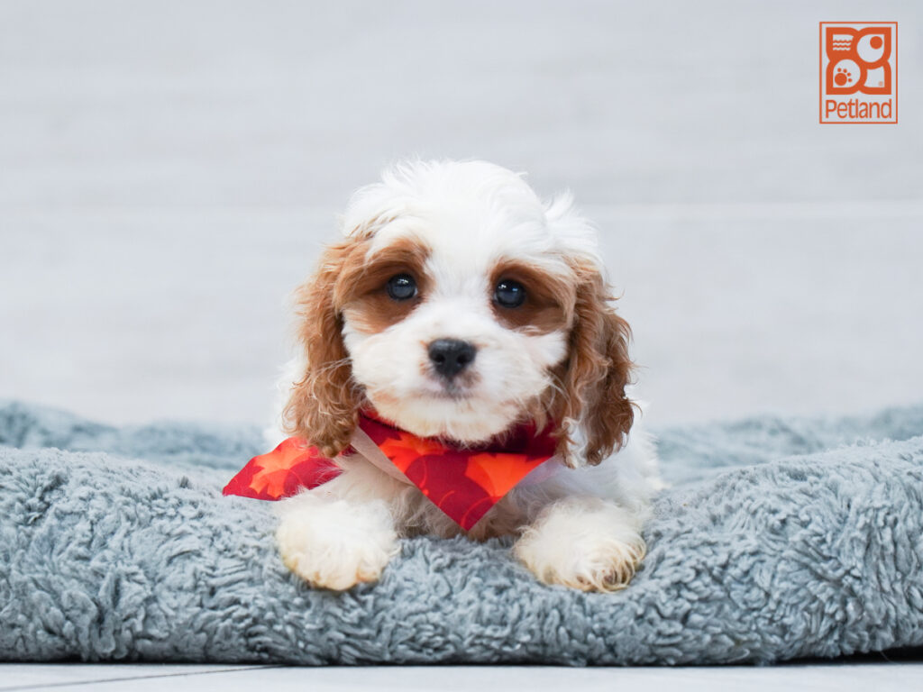 Milo - Cavapoo