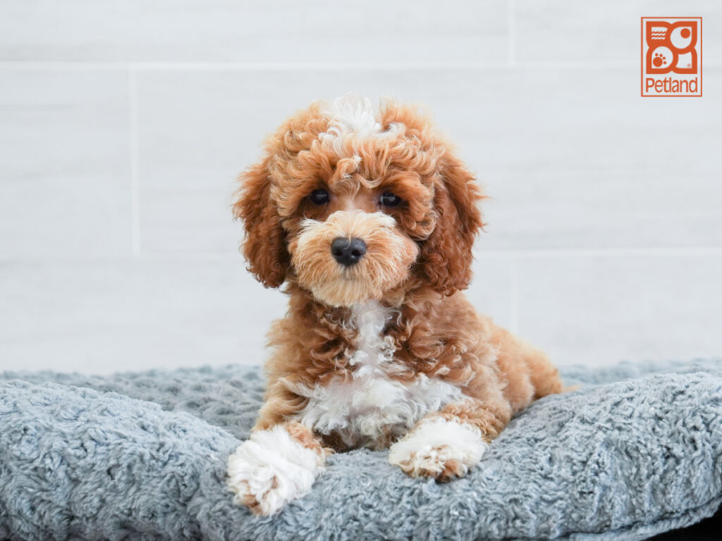Miles - Poodle
