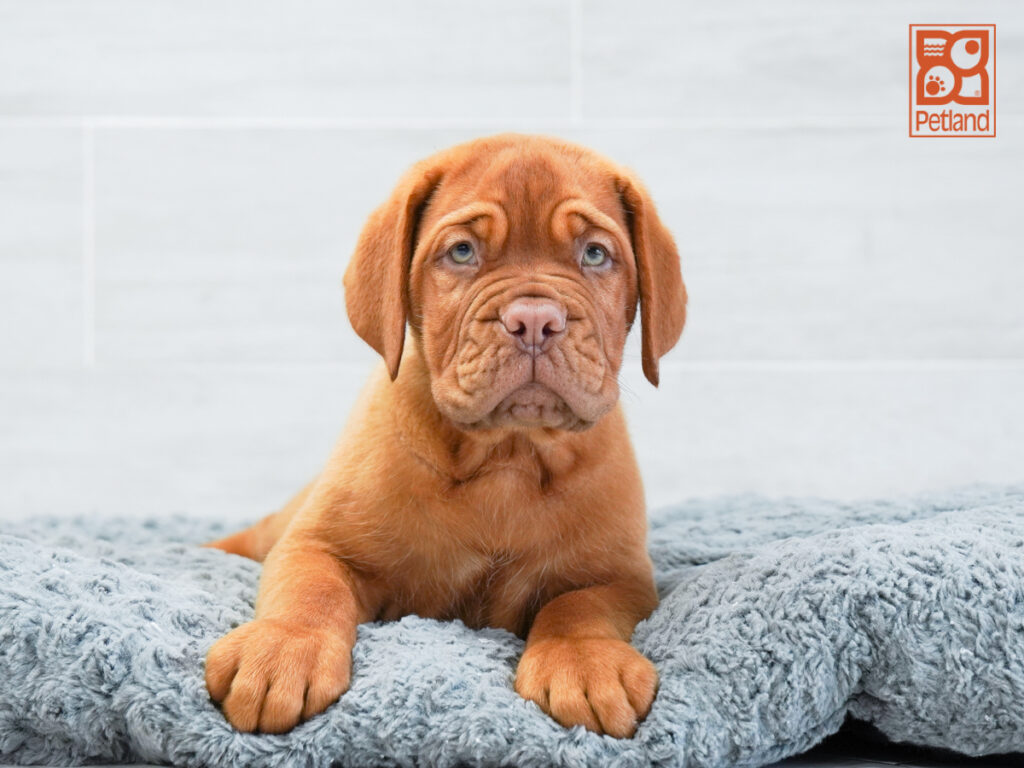 Simba - Dogue De Bordeaux