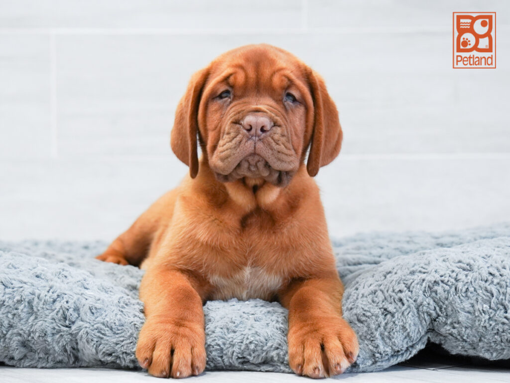 Luna - Dogue De Bordeaux