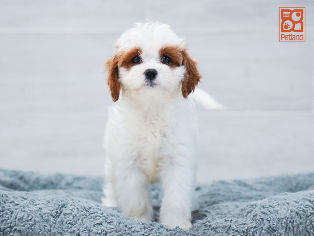 Eva - Cavapoo
