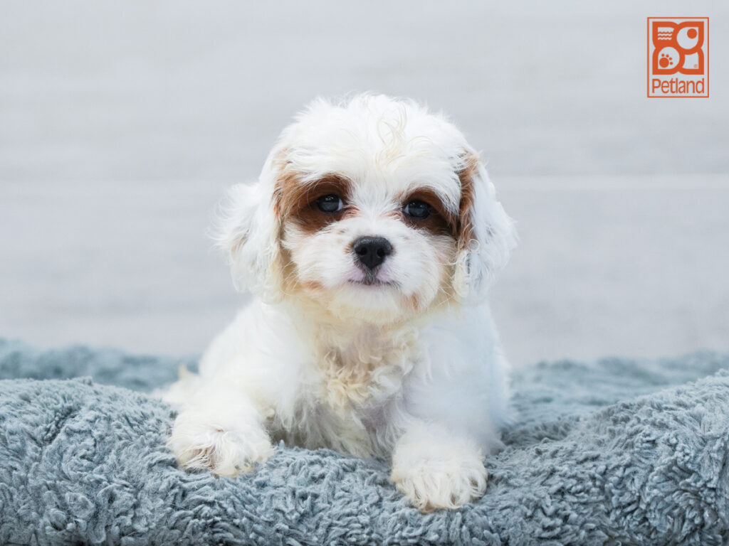 Honey - Cavapoo