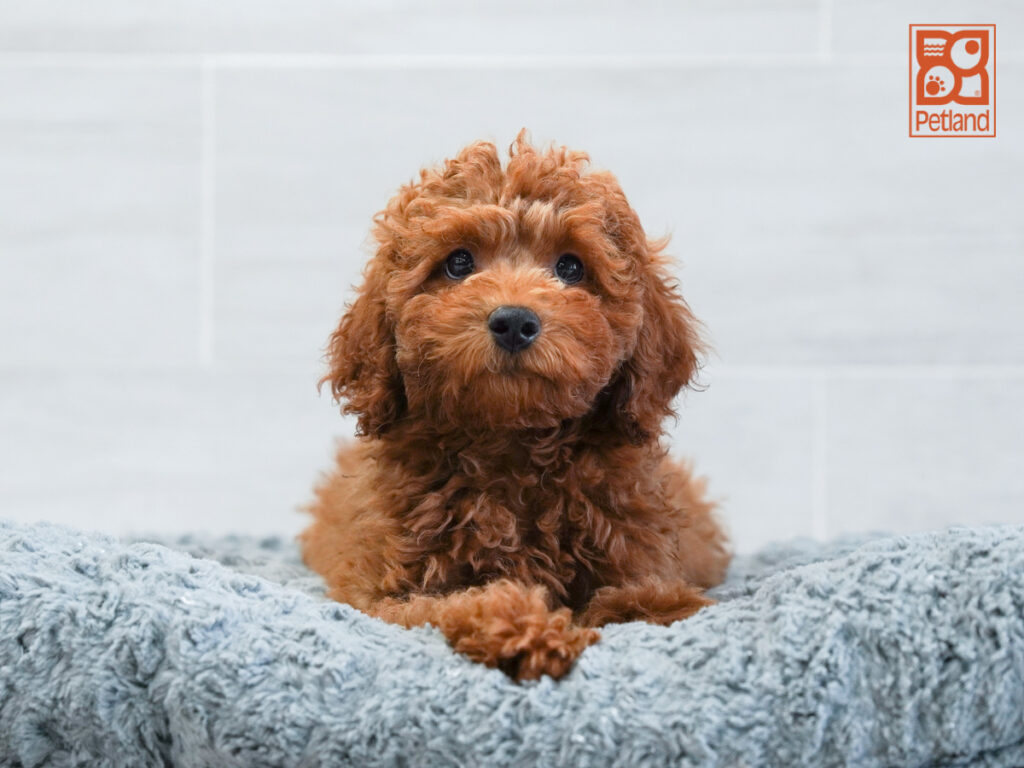 Buck - Poodle