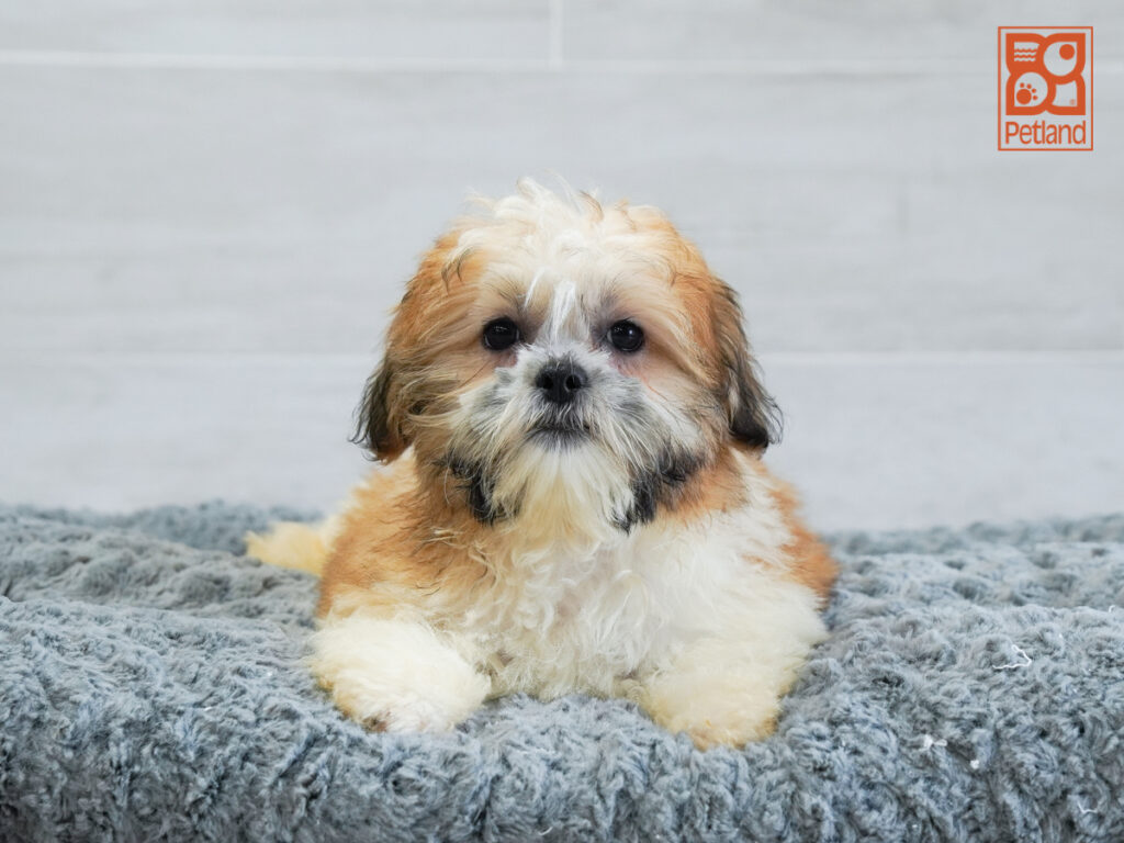 Kit - Teddy Bear