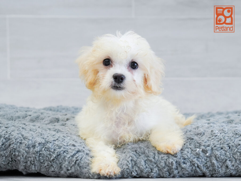 Lucky - Teddy Bear