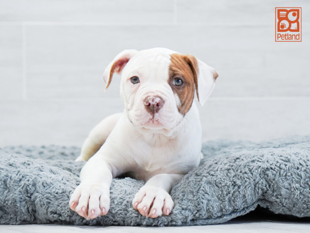 Clifford - American Bulldog
