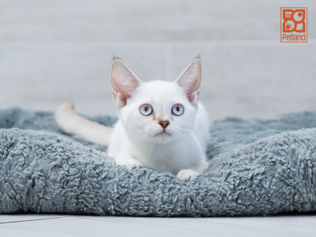Roxy - Devon Rex/Munchkin