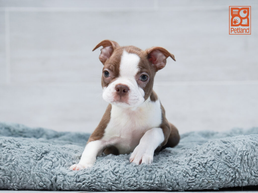 Louie - Boston Terrier