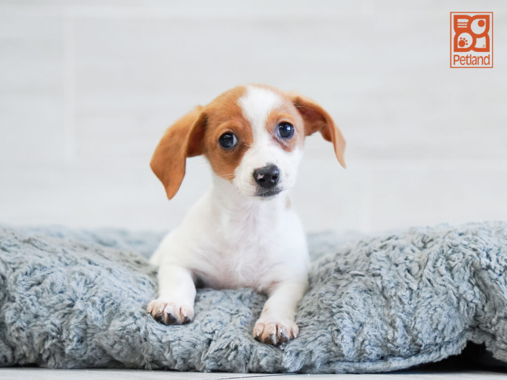Vixen-Rose - Dachshund