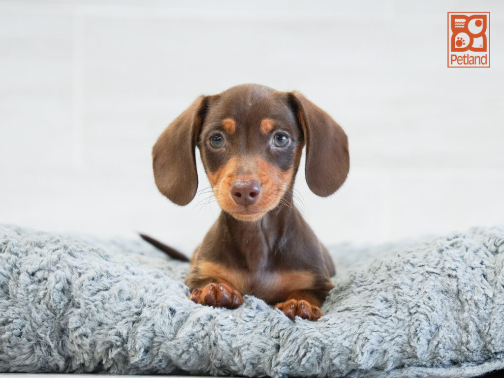 Buckeye - Dachshund