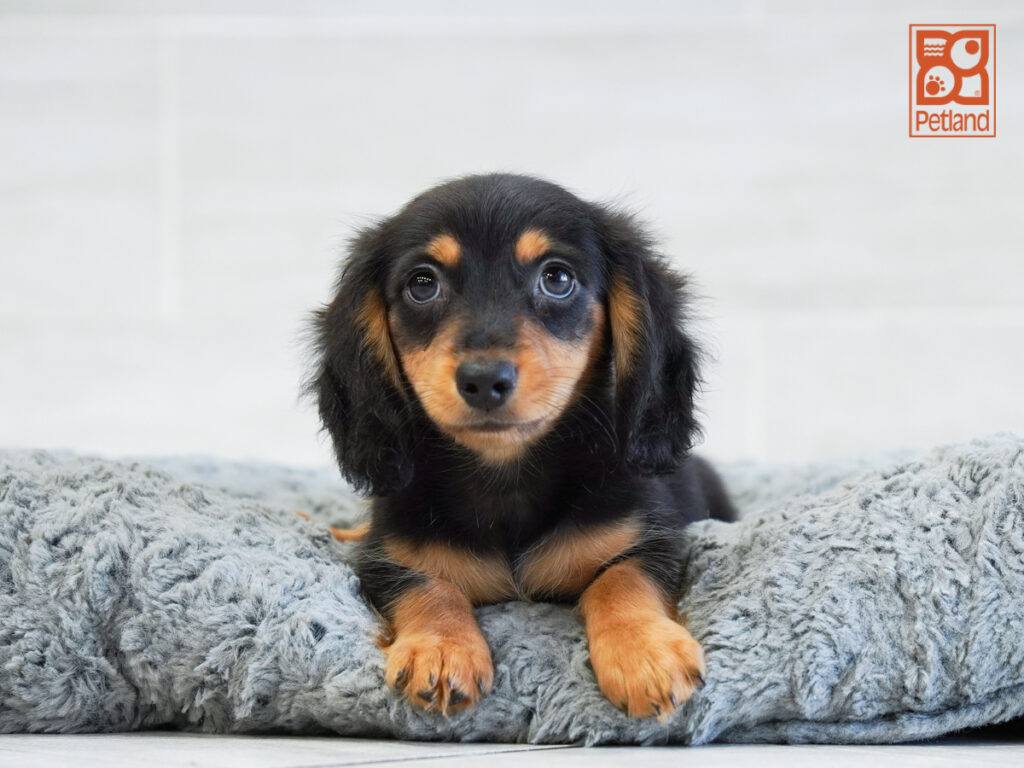 Thatcher - Dachshund