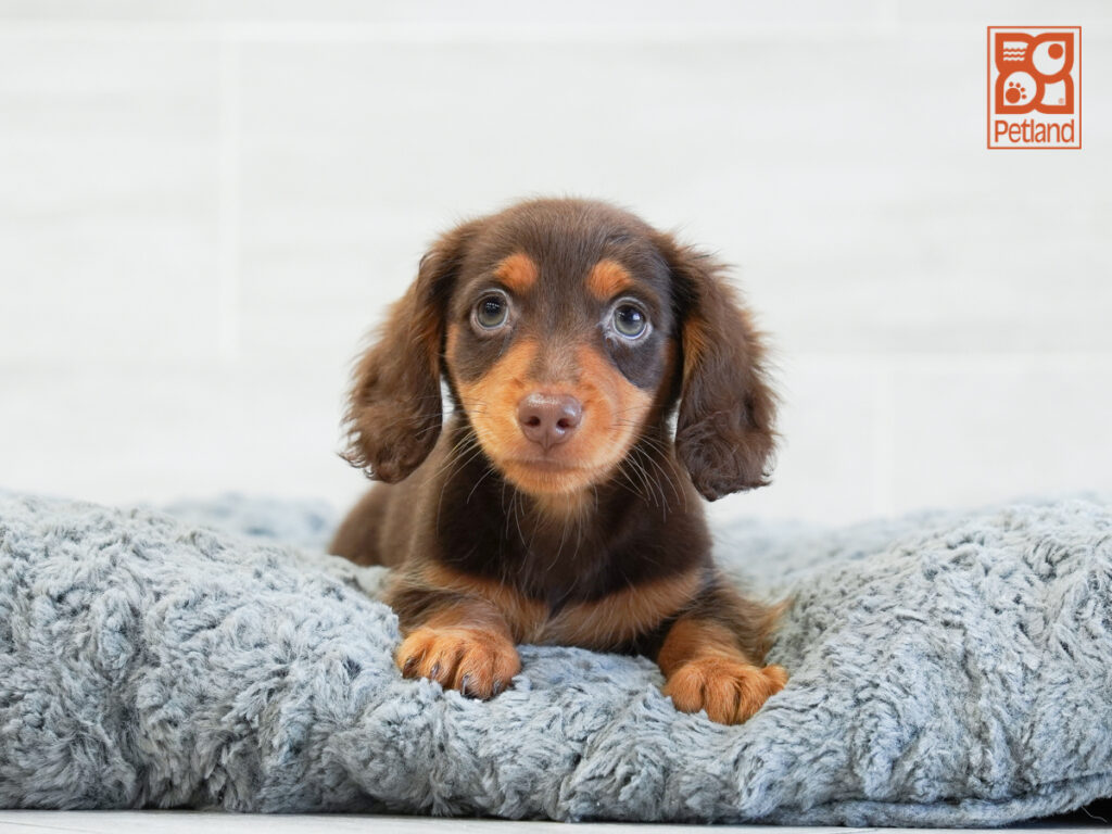Ringo - Dachshund