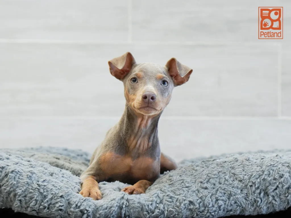 Mabel - Miniature Pinscher