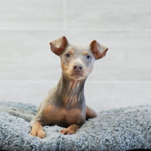 Mabel — Miniature Pinscher — Naples
