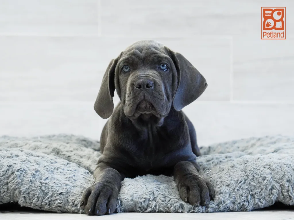 Nellie - Cane Corso