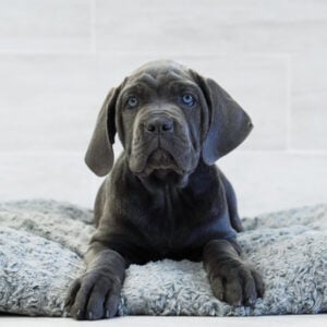 Nellie — Cane Corso — Naples