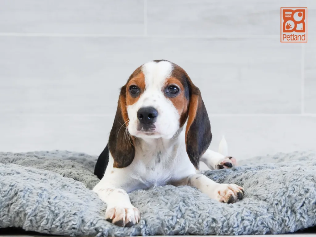 Jackson - Beagle