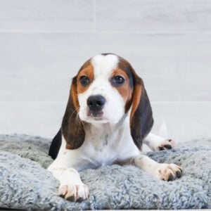 Jackson — Beagle — Naples
