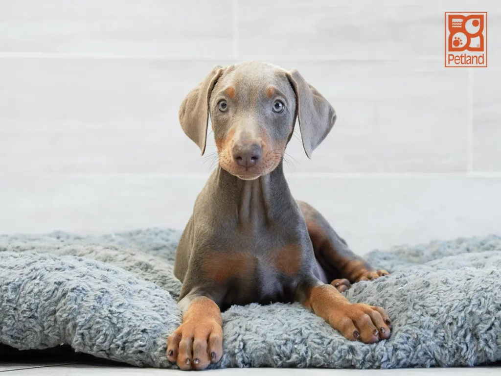 Chance - Doberman Pinscher