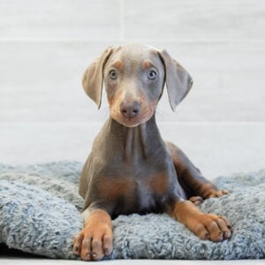 Chance — Doberman Pinscher — Naples