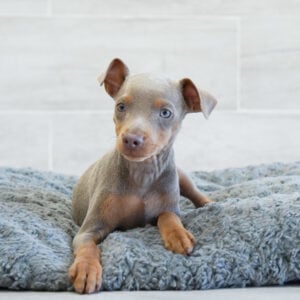 Reggie — Miniature Pinscher — Naples