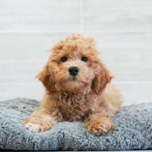 Harmony — Mini Schnoodle — Naples