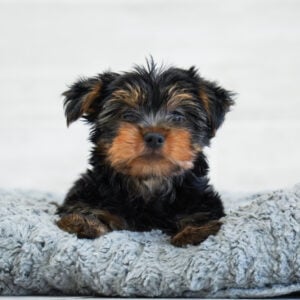 Fergus — Yorkshire Terrier — Naples