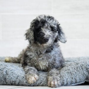 Horace — Mini Goldendoodle — Naples