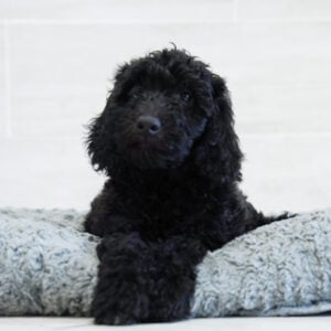 Boomerang — Mini Goldendoodle — Naples