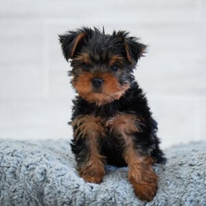 Riot — Yorkshire Terrier — Naples