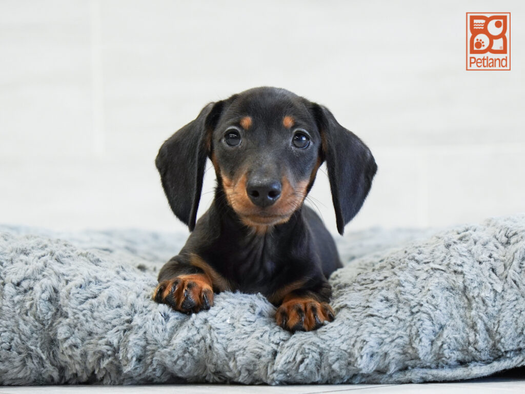 Grady - Dachshund