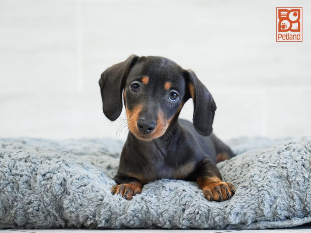 Wish - Dachshund