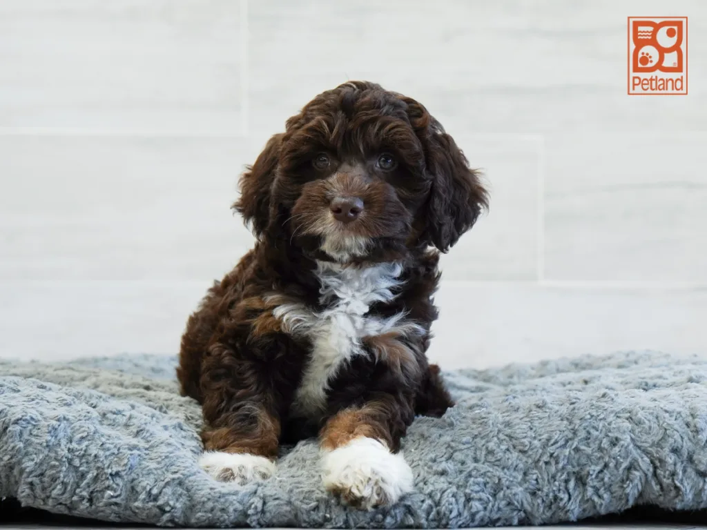 Henry - Mini Aussiedoodle