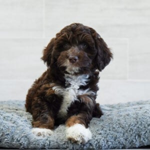 Henry — Mini Aussiedoodle — Naples