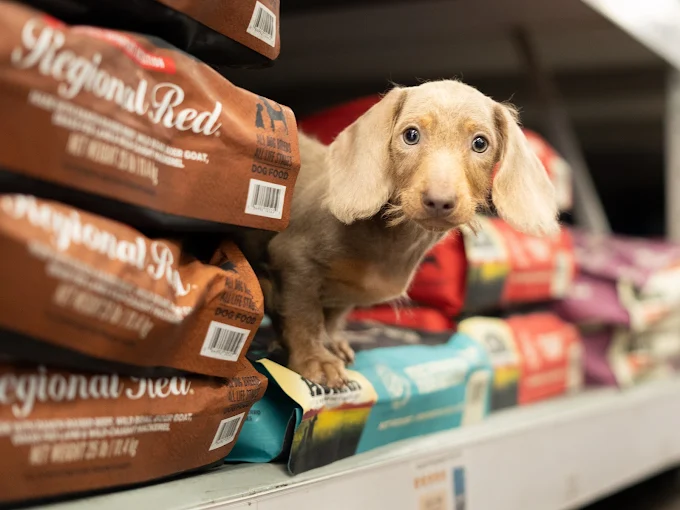 A light-brown dachshund puppy beside bags of dog food