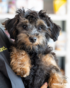 A small black-and-tan curly-coated puppy being held